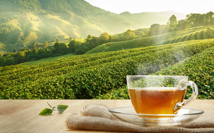 Un té verde de gran altitud, puro y elegante, para un momento de bienestar excepcional